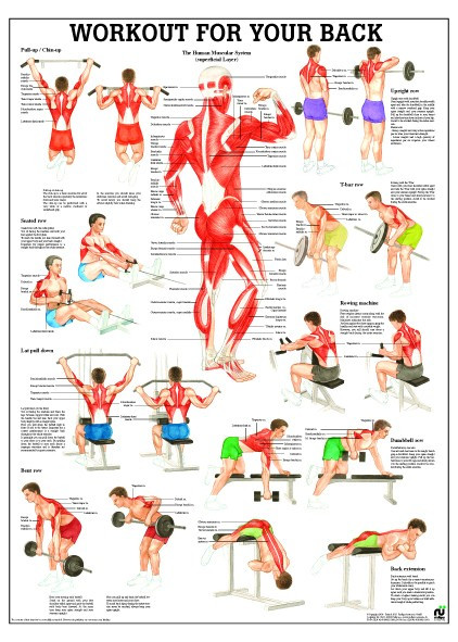 Back Workout Chart Image