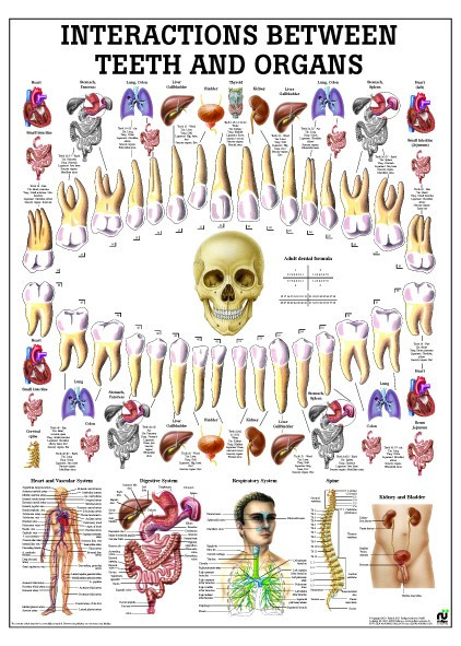 Teeth and Organs Interaction Poster - Clinical Charts and Supplies