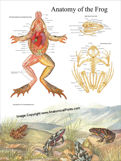 Frog Anatomy Poster - Clinical Charts and Supplies