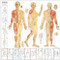 Acupuncture Chart
