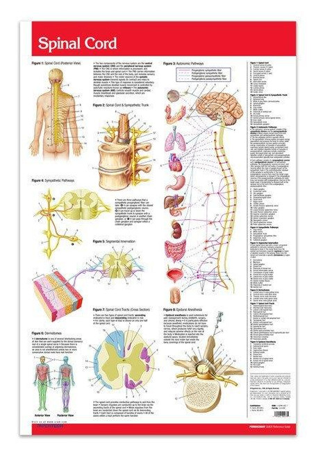 Spinal Cord Poster Clinical Charts And Supplies 8122