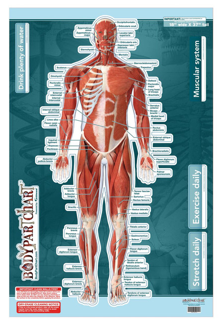Muscular System Sticky Wall Chart- Anterior - Clinical Charts and Supplies