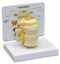 Vertebrae Anatomy Model
