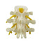 Vertebrae Anatomy Model