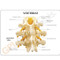 Vertebrae Anatomy Description Card