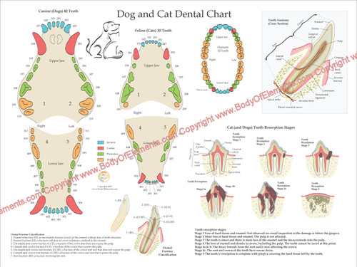 Dog and Cat Dental Poster
