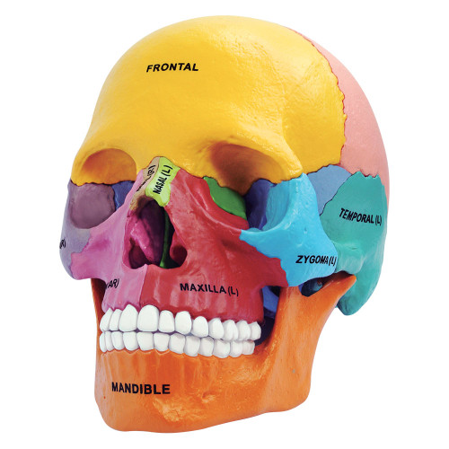 Axis Scientific Didactic Mini Skull Anatomy Model, 15 Parts