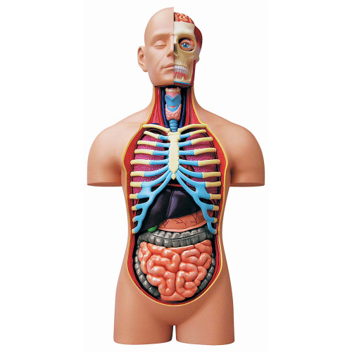 MAN ANATOMY MODEL 人体模型 Torso Anatomy Model Kit - Clinical Charts and Supplies