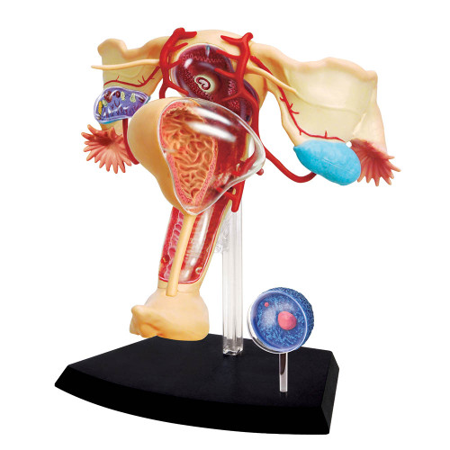 Female Reproductive Anatomy Model Kit - Clinical Charts and Supplies