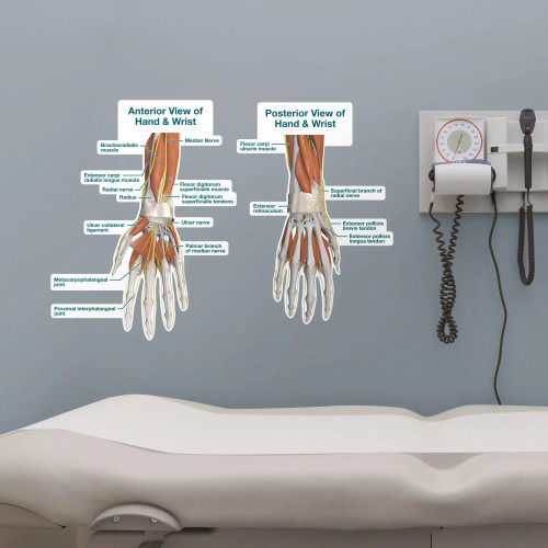 Wrist Sticky Wall Poster - Clinical Charts and Supplies