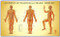 Acupupoints  Chart of  TCM - Male