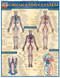 Circulatory System Poster