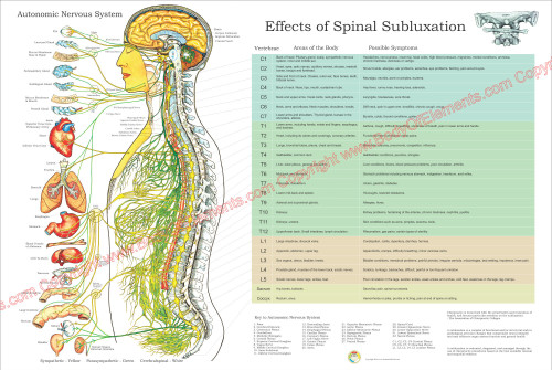 ANS And The Effects Of Subluxation Poster - Clinical Charts and Supplies