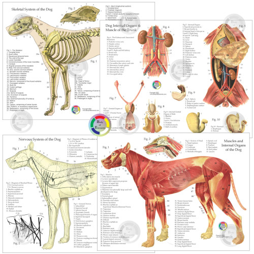 Dog Anatomy 4 chart set - Clinical Charts and Supplies
