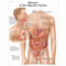 Disease of Digestive System Anatomical Chart 