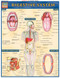 Digestive System Chart