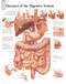 Diseases of the Digestive System Anatomical Poster