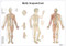 Acupuncture Poster