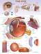 Eye Anatomy Chart