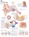 Ear Anatomical Chart