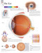 Eye Anatomy Poster