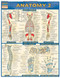 Anatomy 2 (Deep & Posterior) Chart
