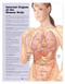 Internal Organs of the Human Body Anatomy Poster
