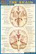 Brain Chart