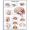 Brain Poster
