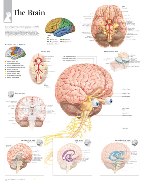 Brain Anatomy Poster 2 Clinical Charts And Supplies 2858