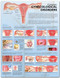 Common Gynecological Disorders Anatomical Chart