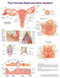 Female Reproductive System
