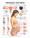 Pregnancy and Birth Anatomy Chart