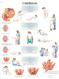 Childbirth Anatomy Chart