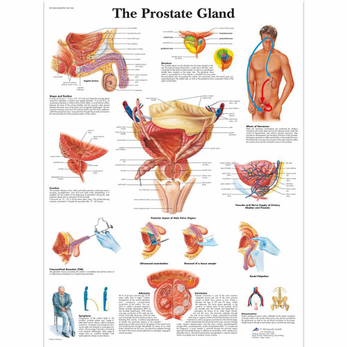 Prostate Gland Anatomy Chart - Clinical Charts and Supplies
