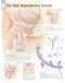Male Reproductive System Anatomical Poster