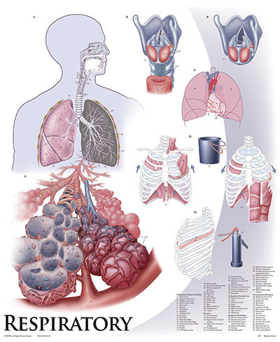 Respiratory System Anatomy Poster - Clinical Charts and Supplies