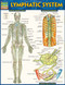 Lymphatic System Anatomy Chart