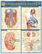 Urogenital System Anatomy Chart