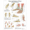 Foot and Ankle Poster