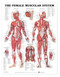 Female Muscular System Anatomical Chart