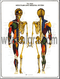 Male Muscular & Skeletal  Poster