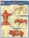 Fetal Pig Charts