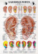 Ear Reflex Points Chart