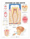Anatomy of the Teeth Dental Chart