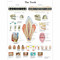Teeth Anatomical Chart