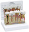 Teeth Dental Model