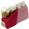 Teeth Dental Model