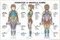 Exercise & Muscle Guide Female Poster