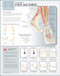 Foot and Ankle Stengthening Exercise Chart